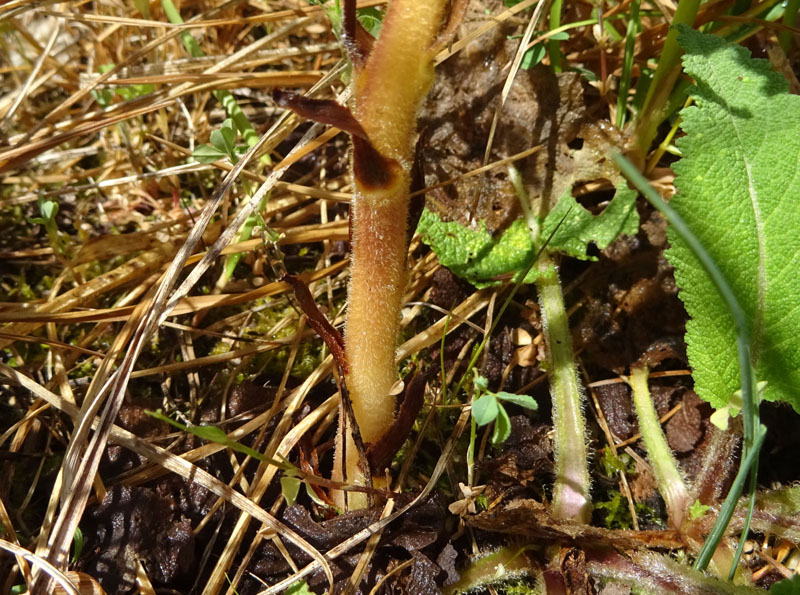 probabile: Orobanche salviae